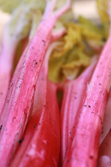 How to Force Rhubarb