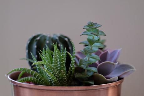 DIY-Home Decor via indoor plants photo