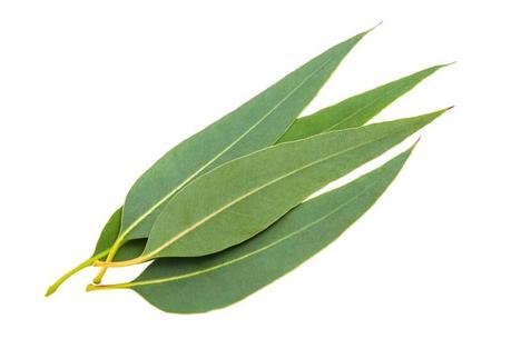 Eucalyptus