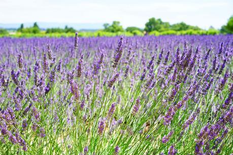 lavender flowers blue flowers purple