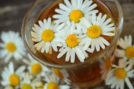 chamomile blossoms medicinal herb herbal medicine