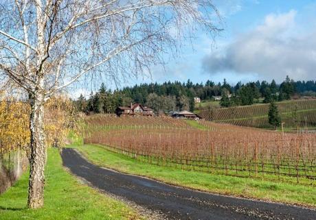 red Thread™ Exclusive:  A Conversation with Don Hagge of Vidon Vineyard | Willamette Valley, OR.