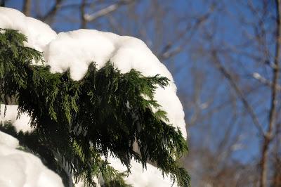 Snow on the Mountain