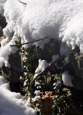 Snow on the Mountain