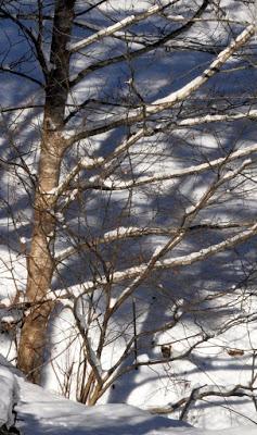 Snow on the Mountain