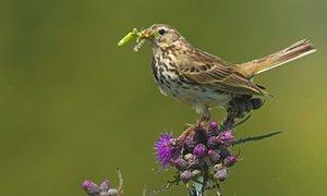 Bird species vanish from UK due to climate change and habitat loss