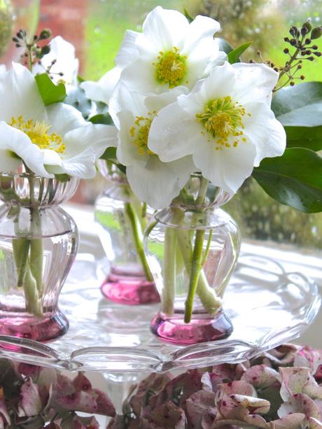 For The Love of Hellebores