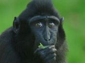 More Bananas Monkeys Like Giving Them “Cake Chocolate”