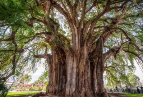 World’s widest tree - Mexico