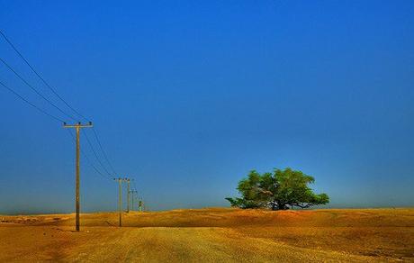 World’s most resilient tree - Bahrain