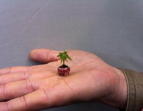 Worlds Smallest Tree the Acer Momiji - OsakaWorlds Smallest Tree the Acer Momiji - Osaka