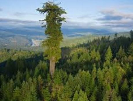 World’s tallest tree, United States
