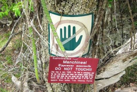 The world's most poisonous tree - North America 