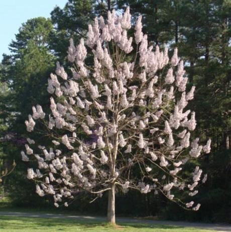 Fastest Growing Trees, United States