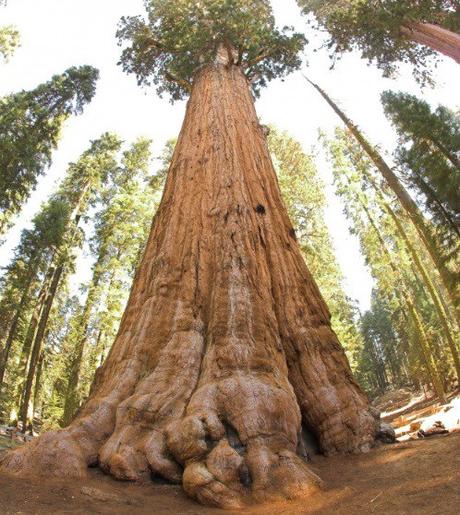 World’s largest tree (by volume) - United States