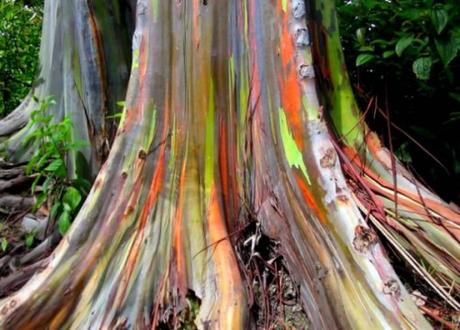 World’s most colourful tree - Hawaii