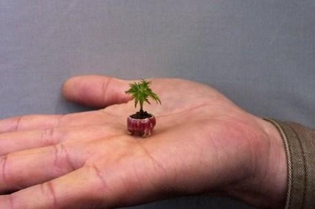 Top 10 Record Breaking Trees Around the World
