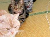 Very Patient Cats Waiting Queues