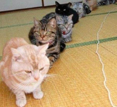 Top 10 Very Patient Cats Waiting in Queues