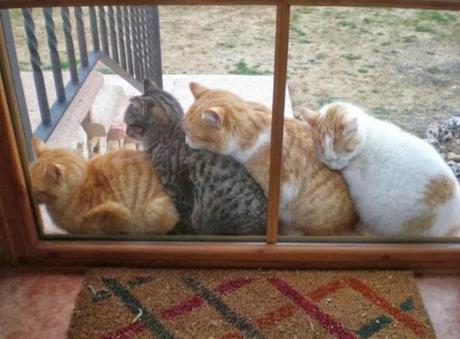 Cats Waiting in a Queue