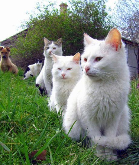 Cats Waiting in a Queue
