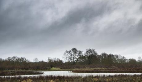 Dark Skies over the Floodplain Forest Nature Reserve