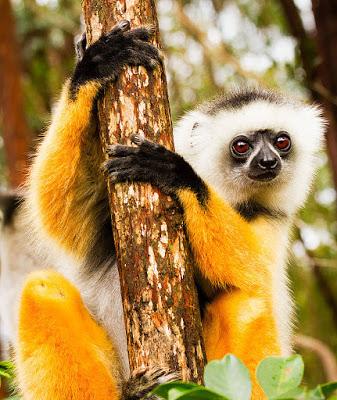 MADAGASCAR: Leaping Lemurs, Guest Post by Owen Floody, Part 1