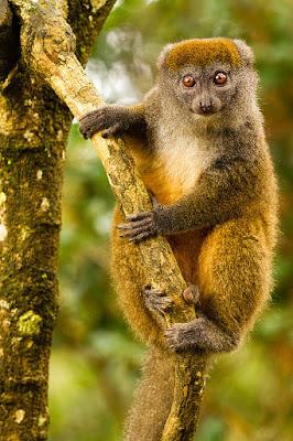 MADAGASCAR: Leaping Lemurs, Guest Post by Owen Floody, Part 1