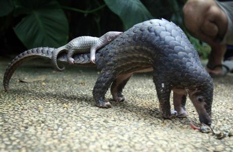 Chinese Officials Seize Record-Breaking Pangolin Haul From Poachers. A pangolin carries its baby, Bali zoo, Indonesia (AP Photo/Firdia Lisnawati)