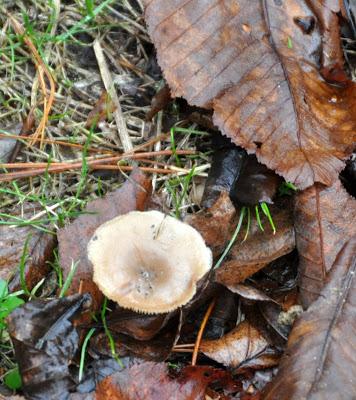 Continued Wet with a Chance of Mushrooms