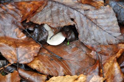 Continued Wet with a Chance of Mushrooms