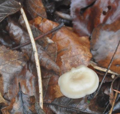 Continued Wet with a Chance of Mushrooms