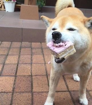 This Dog Loves Cake 