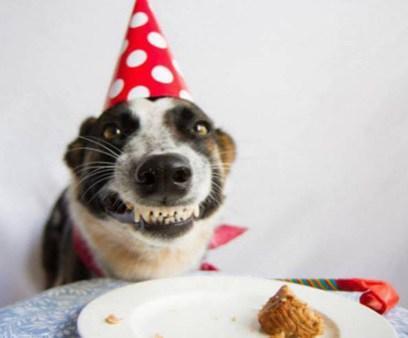 This Dog Loves Cake 