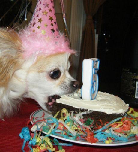 This Dog Loves Cake