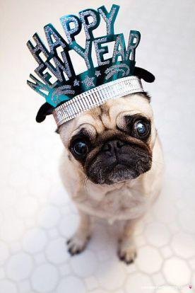 Resolutions: for kids, for pets, for you Resolutions: for kids, for pets, for you