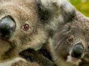 Threat Species from Climate Change Should Provoke Shame Hearts