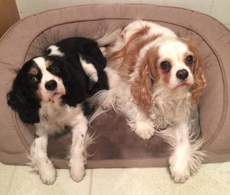 Gettin’ “Hygge” With It… Coco and Byron, Cavalier King Charles Spaniels