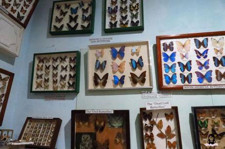 Jumalon Butterfly Sanctuary and Art Gallery