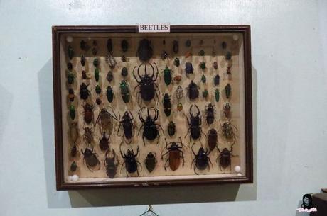 Jumalon Butterfly Sanctuary and Art Gallery