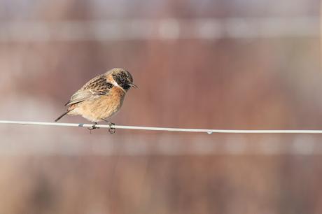 Stonechat on Wire Fence