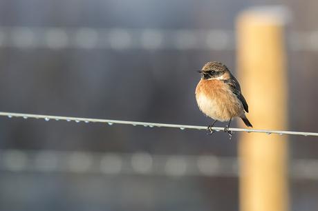 The Full Glory of a Male Stonechat