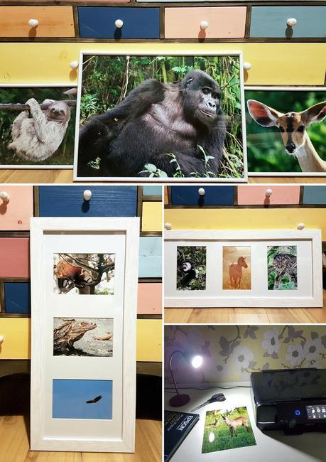 Creating a wildlife gallery wall