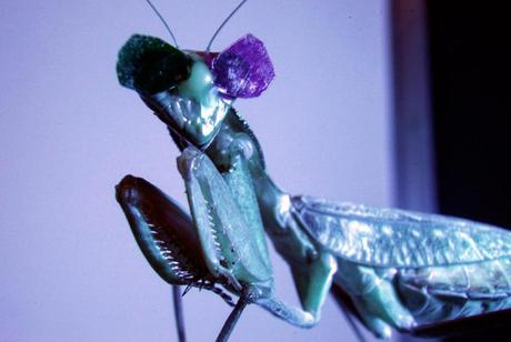 01prayingmantis3d-ngsversion-1452601800804-adapt-1900-1