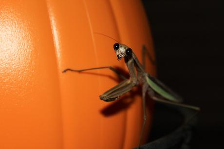 Weekly Photo Challenge: Tiny- Praying Mantis