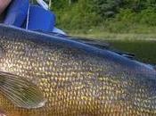 Catch Walleye Fishing Tips Tactics