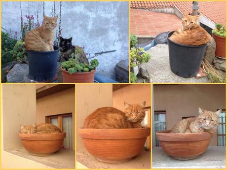 Cats of Sardinia: Ciao Bello