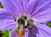 Backs Away from Protecting Pollinators