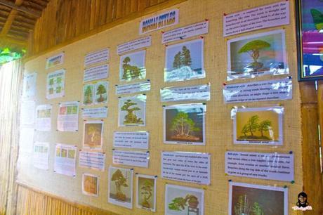 JaVaMay Travel Series: Bohol, Philippines