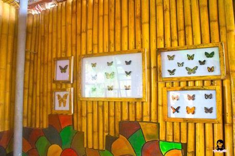 JaVaMay Travel Series: Bohol, Philippines